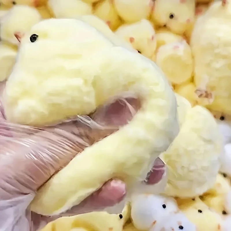 1Pc Yellow Chick Squishy Squee - đánh giá và giá Kids Toys Yellow
